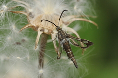Pyropteron leucomelaenum