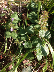Clinopodium menthifolium ascendens