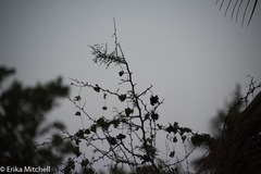 Dichrostachys cinerea