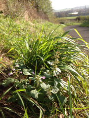 Clinopodium menthifolium ascendens