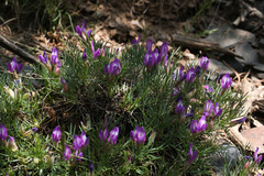 Oxytropis aciphylla