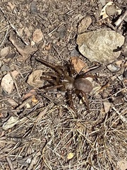 Aptostichus miwok