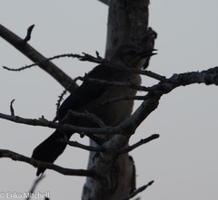 Quiscalus lugubris