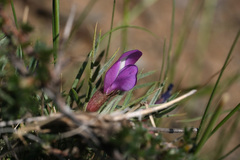 Oxytropis aciphylla