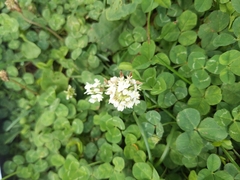 Trifolium repens