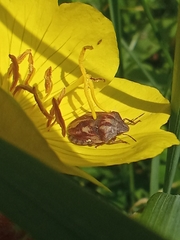 Eurygaster testudinaria