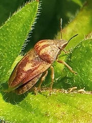 Eurygaster testudinaria