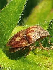 Eurygaster testudinaria