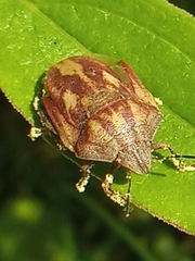 Eurygaster testudinaria