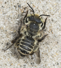 Megachile leachella