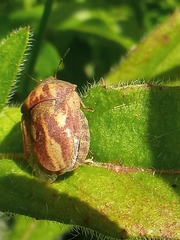 Eurygaster testudinaria
