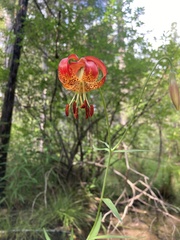 Lilium pardalinum vollmeri