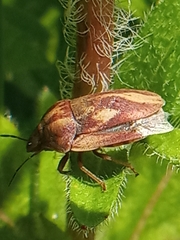 Eurygaster testudinaria