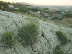 Lepidium turczaninowii