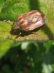 Eurygaster testudinaria