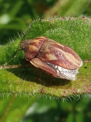 Eurygaster testudinaria