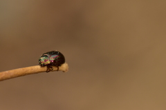 Chrysolina americana