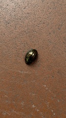 Chrysolina americana