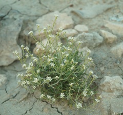 Lepidium turczaninowii