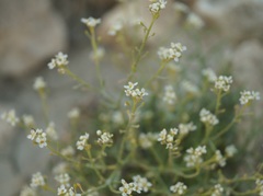 Lepidium turczaninowii