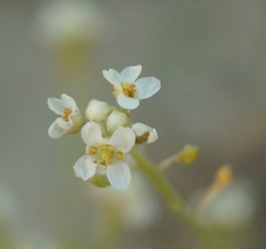 Lepidium turczaninowii