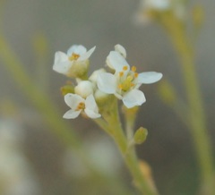Lepidium turczaninowii