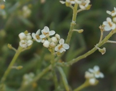 Lepidium turczaninowii