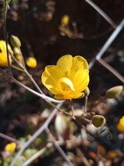 Chamaecrista orbiculata