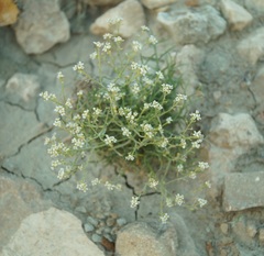 Lepidium turczaninowii