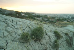 Lepidium turczaninowii