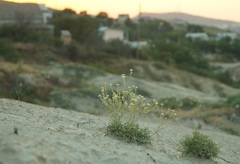 Lepidium turczaninowii