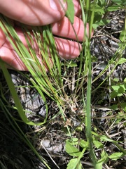 Carex atlantica