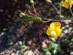 Chamaecrista orbiculata