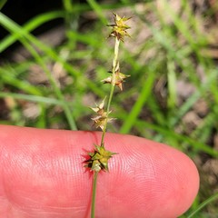 Carex atlantica
