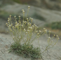 Lepidium turczaninowii