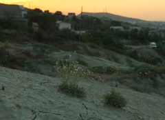 Lepidium turczaninowii