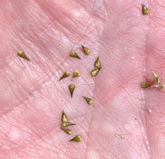 Carex atlantica
