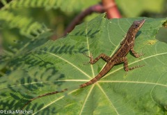 Anolis roquet salinei
