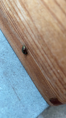 Chrysolina americana