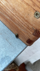 Chrysolina americana