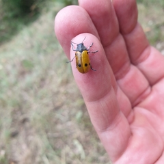 Lachnaia sexpunctata