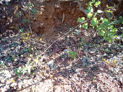 Chamaecrista orbiculata