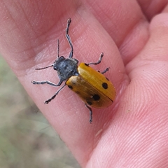 Lachnaia sexpunctata