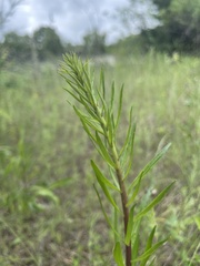 Liatris aspera