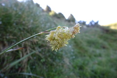 Luzula lutea