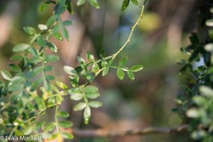 Zanthoxylum tragodes