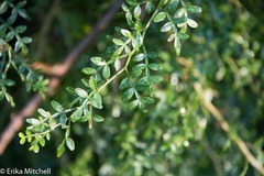 Zanthoxylum tragodes