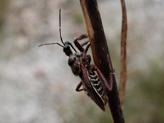 Apiomerus floridensis