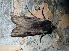 Xylena cineritia