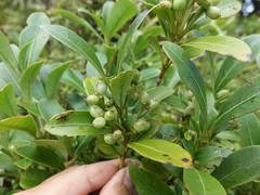 Coprosma dodonaeifolia